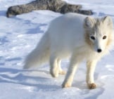 Arctic Fox Unsure About The Camera