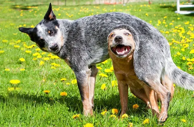 Красные и синие австралийские пастушьи собаки Фото: Джефф https://creativecommons.org/licenses/by/2.0/