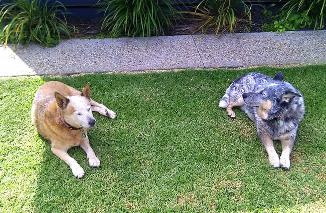 A pair of Australian Cattle Dogs resting in the yard Photo by: anne beaumont https://creativecommons.org/licenses/by/2.0/