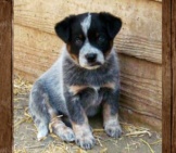 Australian Cattle Dog Puppy Photo By: Jimbomack66 Https://Creativecommons.org/Licenses/By/2.0/