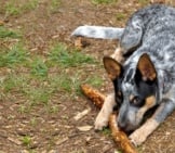 Young Australian Cattle Dog Guarding His Chew Toyphoto By: Alanhttps://Creativecommons.org/Licenses/By/2.0/