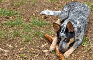 Young Australian Cattle Dog guarding his chew toyPhoto by: Alanhttps://creativecommons.org/licenses/by/2.0/