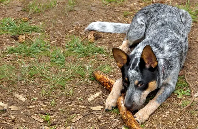 Young Australian Cattle Dog guarding his chew toyPhoto by: Alanhttps://creativecommons.org/licenses/by/2.0/