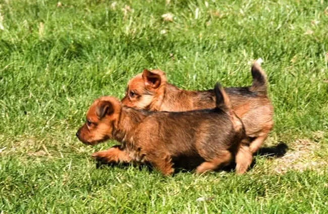 Lively Australian Terrier puppies racing around the yard Photo by: Larry Jacobsen https://creativecommons.org/licenses/by/2.0/