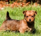 Portrait Of An Australian Terrier Puppy Photo By: Larry Jacobsen Https://Creativecommons.org/Licenses/By/2.0/