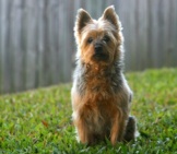 Australian Terrier Posing For A Photo