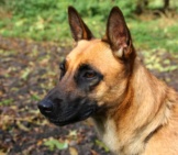 Portrait Of A Belgian Malinois In The Yard