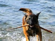 Belgian Malinois playing in the water
