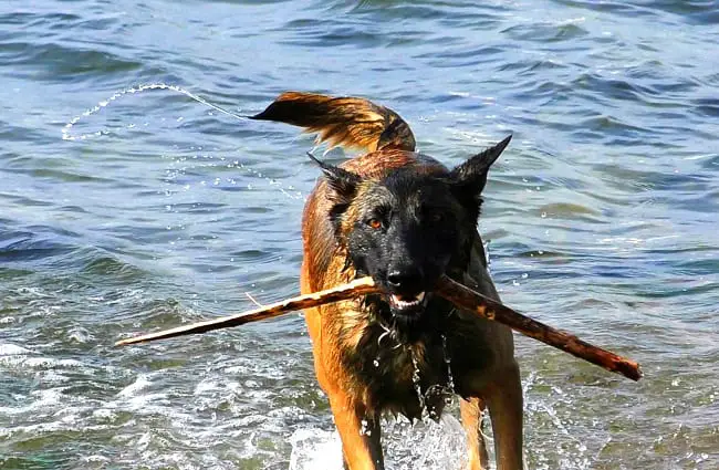 best of extreme malinois dogs