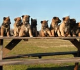 A Passel Of Purebred Belgian Malinois Puppies! Photo By: (C) Cynoclub Www.fotosearch.com
