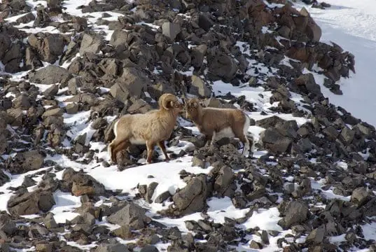 https://pixabay.com/en/desert-bighorn-ram-bighorn-sheep-3937031/