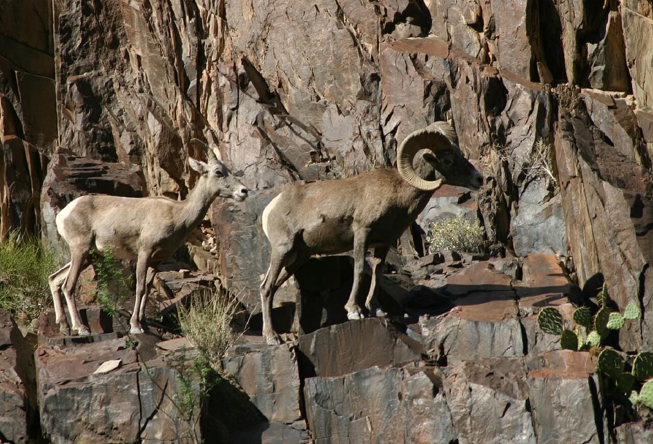 https://pixabay.com/en/desert-bighorn-sheep-wildlife-896910/