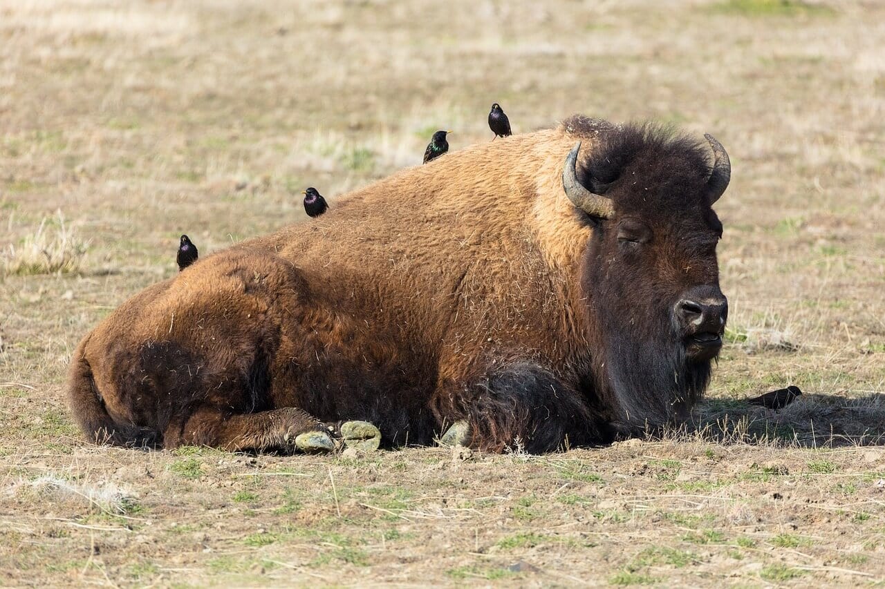 https://pixabay.com/en/bison-buffalo-american-animal-3737723/