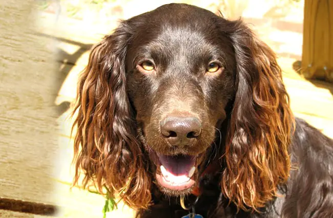 Closeup of a beautiful Boykin Spaniel 