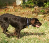 Boykin Spaniel Playing Fetch Photo By: Bill Read Https://Creativecommons.org/Licenses/By-Sa/2.0/