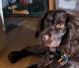 Boykin Spaniel Resting After Rough Play In The Yard Photo By: Bill Read Https://Creativecommons.org/Licenses/By-Sa/2.0/