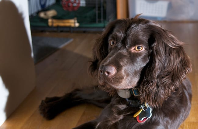 Boykin Spaniel resting after rough play in the yard Photo by: Bill Read https://creativecommons.org/licenses/by-sa/2.0/