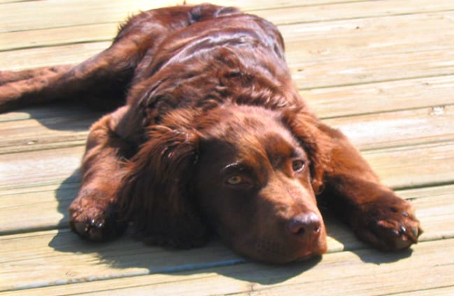 Young Boykin Spaniel drying out on the dock Photo by: The Family https://creativecommons.org/licenses/by-sa/2.0/