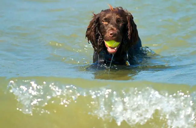 Boykin Spaniel at home in the water! Photo by: Bill Read https://creativecommons.org/licenses/by-sa/2.0/