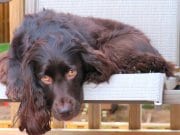 Boykin Spaniel Boykin SpanielPhoto by: Luke Faraonehttps://creativecommons.org/licenses/by-sa/2.0/