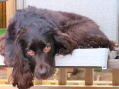 Boykin SpanielPhoto by: Luke Faraonehttps://creativecommons.org/licenses/by-sa/2.0/