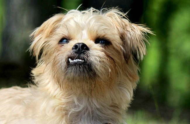 Closeup of a Brussels Griffon