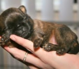 Brussels Griffon Puppy Snoozing Photo By: Ger Dekker Https://Creativecommons.org/Licenses/By-Nd/2.0/