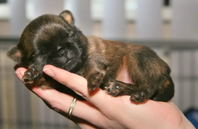 Brussels Griffon puppy snoozing Photo by: Ger Dekker https://creativecommons.org/licenses/by-nd/2.0/