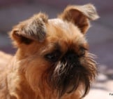 Brussels Griffon Alert In The Parkphoto By: Ger Dekkerhttps://Creativecommons.org/Licenses/By-Nd/2.0/
