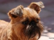 Brussels Griffon Brussels Griffon alert in the parkPhoto by: Ger Dekkerhttps://creativecommons.org/licenses/by-nd/2.0/