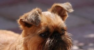 Brussels Griffon alert in the parkPhoto by: Ger Dekkerhttps://creativecommons.org/licenses/by-nd/2.0/