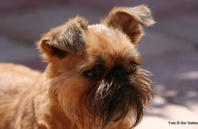 Brussels Griffon alert in the parkPhoto by: Ger Dekkerhttps://creativecommons.org/licenses/by-nd/2.0/