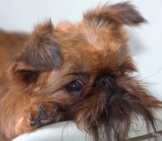 Brussels Griffon Relaxing Photo By: Ger Dekker Https://Creativecommons.org/Licenses/By-Nd/2.0/