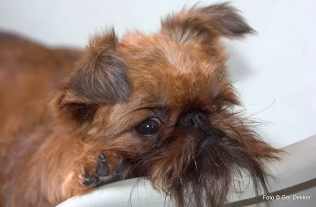 Brussels Griffon relaxing Photo by: Ger Dekker https://creativecommons.org/licenses/by-nd/2.0/