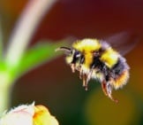 Bumblebee In Flight
