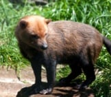 A Beautiful Bush Dog Standing On The Path Photo By: (C) Stefbennett Www.fotosearch.com