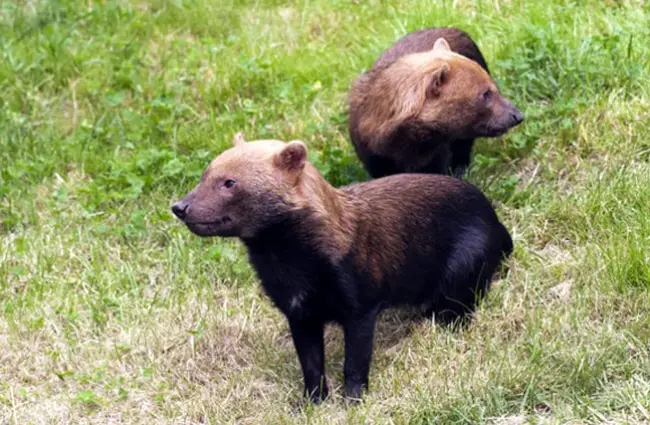 A pair of Bush Dogs, also called vinegar dogs Photo by: (c) nazzu www.fotosearch.com