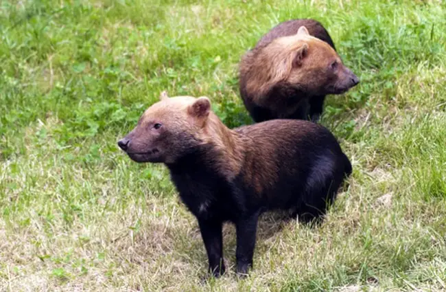 Bush Dog Description Habitat Image Diet And Interesting Facts