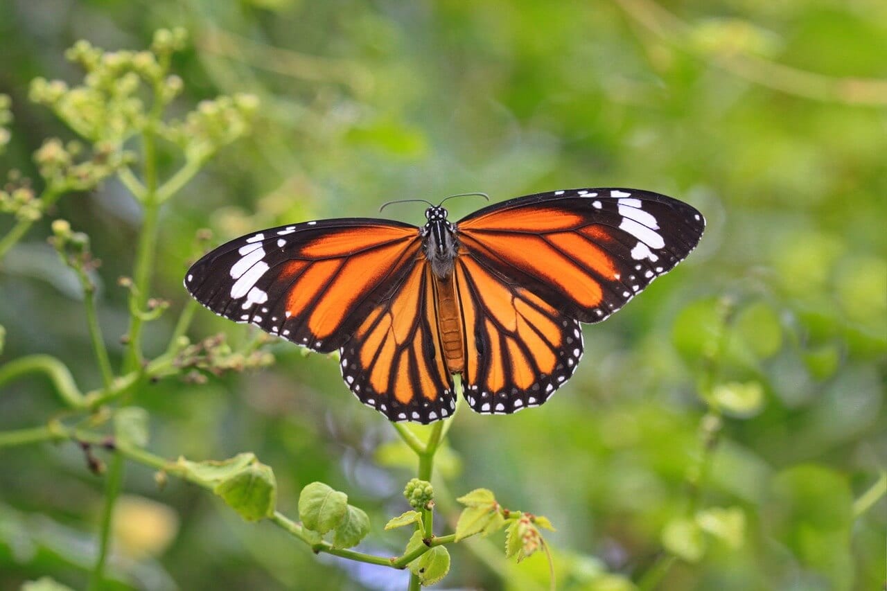 https://pixabay.com/en/butterfly-monarch-butterfly-macro-3886065/
