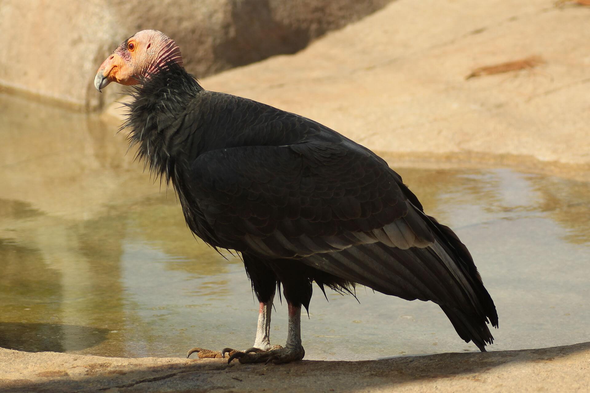 https://en.wikipedia.org/wiki/California_condor#/media/File:Gymnogyps_californianus_-San_Diego_Zoo-8a.jpg