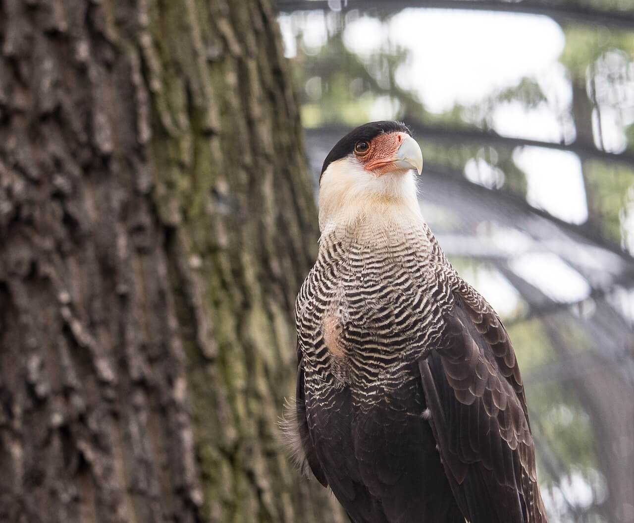 https://pixabay.com/en/caracara-raptor-bird-animal-3667161/