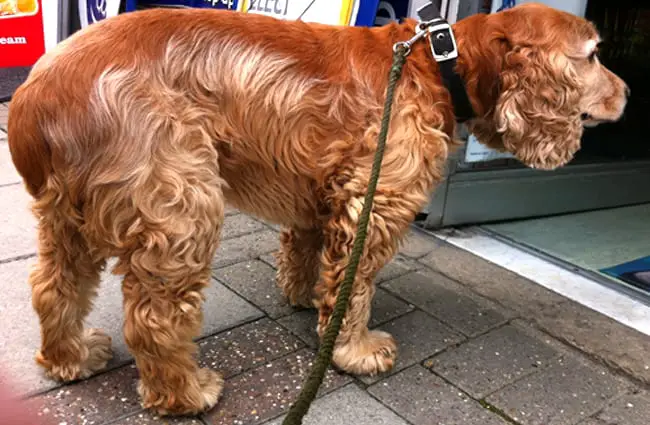 Clumber Spaniel peeking inside Photo by: John Keogh https://creativecommons.org/licenses/by-nc/2.0/