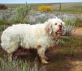 Clumber Spaniel Stopping For A Pic In The Field Photo By: Colin Https://Creativecommons.org/Licenses/By-Nc/2.0/