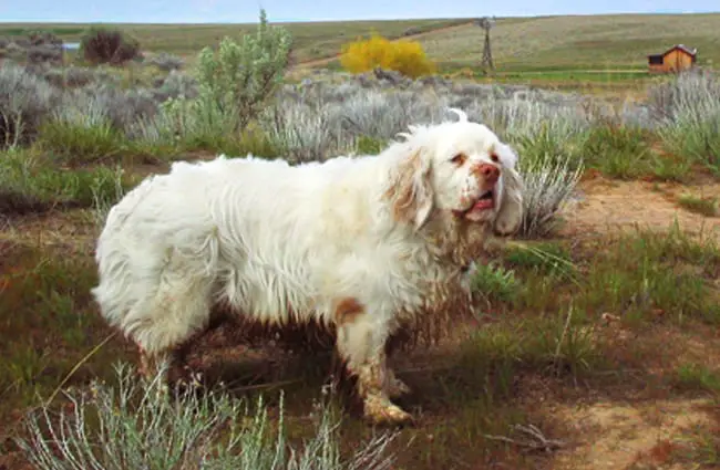 Clumber Spaniel stopping for a pic in the field Photo by: Colin https://creativecommons.org/licenses/by-nc/2.0/