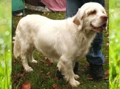 Clumber Spaniel in the parkPhoto by: Pleple2000 GFDL http://www.gnu.org/copyleft/fdl.html