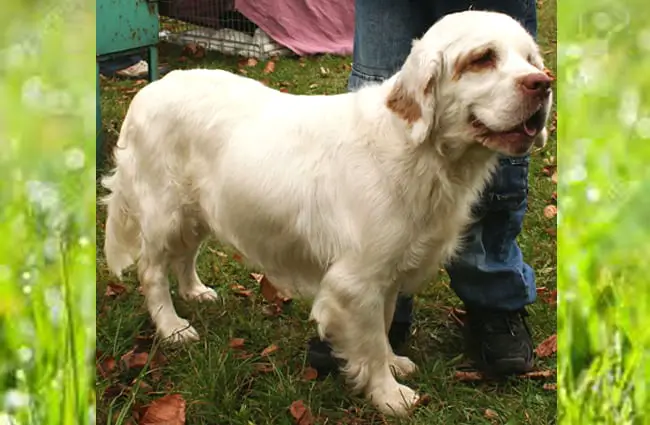 Clumber Spaniel in the parkPhoto by: Pleple2000 GFDL http://www.gnu.org/copyleft/fdl.html