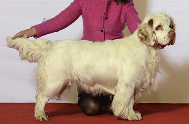 Clumber Spaniel posing on the show table Photo by: Svenska Mässan https://creativecommons.org/licenses/by-nc/2.0/