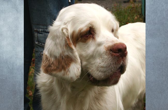 Closeup of a loving Clumber Spaniel Photo by: Pleple2000 GFDL http://www.gnu.org/copyleft/fdl.html