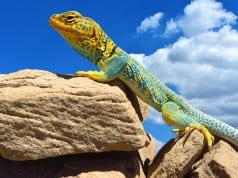 https://pixabay.com/en/collared-lizard-reptile-portrait-2810172/