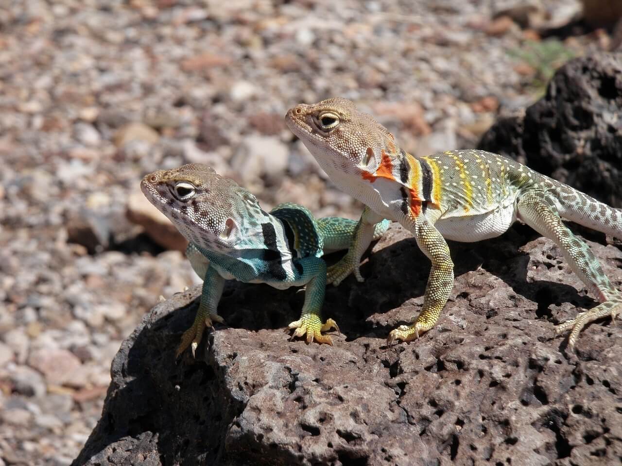 https://pixabay.com/en/collared-lizards-reptiles-portrait-2016391/